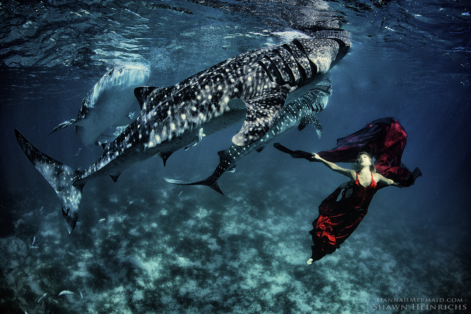 Whale Sharks - Hannah Mermaid