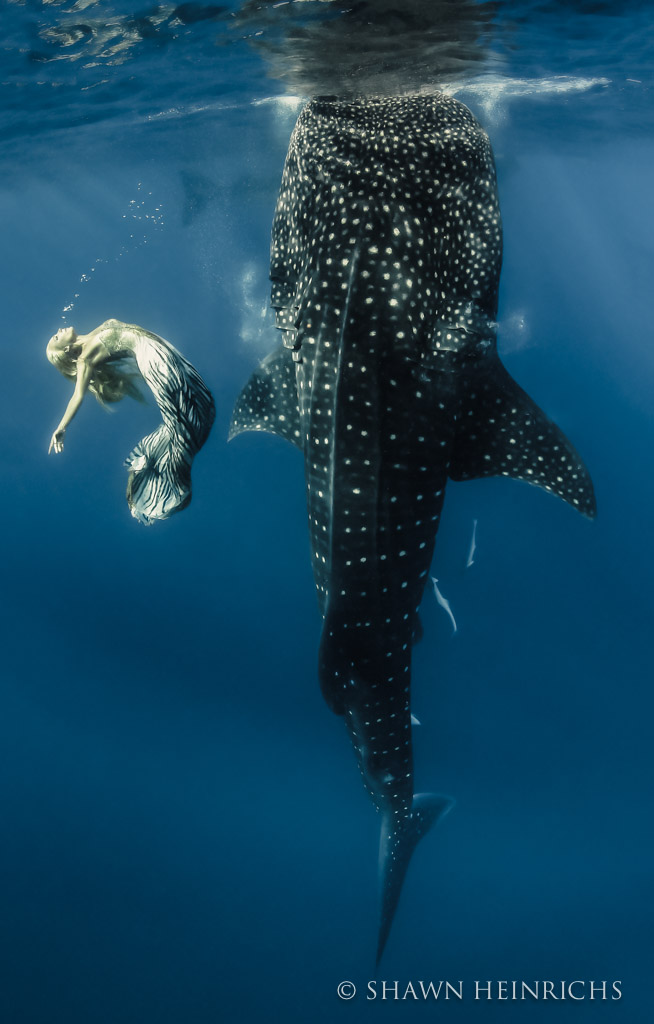 Whale Sharks - Hannah Mermaid